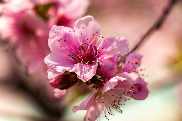 pink peach blossoms in spring