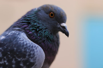 Close up head shot of beautiful pigeon bird, Pigeon close up on blue background