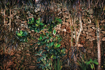 Plants against a stone wall, a Caribbean-style courtyard.