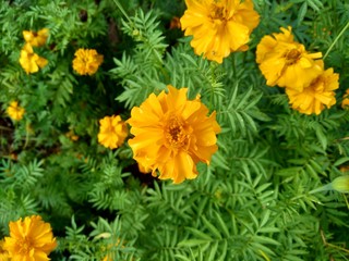 Tagetes erecta (Mexican marigold, Aztec marigold, African marigold) with natural background