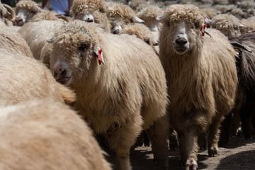 Kierdel owiec w Pieninach