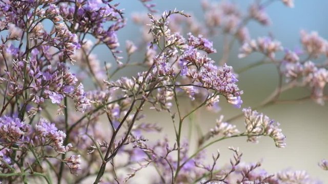 Purple flowers of caspia (Limonium gmelinii)