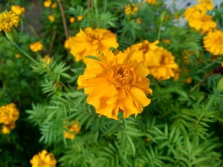 Tagetes erecta (Mexican marigold, Aztec marigold, African marigold) with natural background