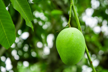 Raw mangoes in the garden
