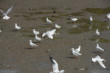 Seagulls flying over the sea. Pier on background