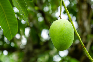 Raw mangoes in the garden