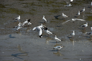 Seagulls flying over the sea. Pier on background	