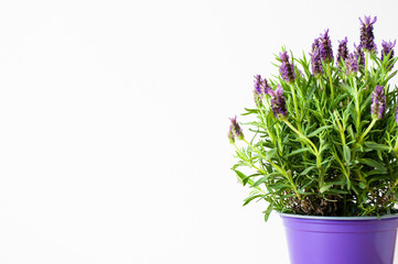 Lavender flower in violet pot. Blooming, gardening, balcony natural decoration. Copy space