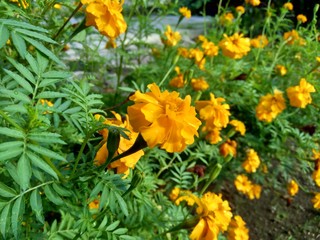 Tagetes erecta (Mexican marigold, Aztec marigold, African marigold) with natural background