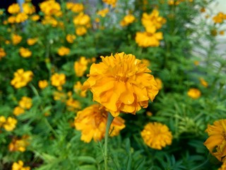 Tagetes erecta (Mexican marigold, Aztec marigold, African marigold) with natural background