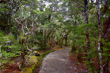 A path in a forest in the Kahurangi National Park, New Zealand, South Island.