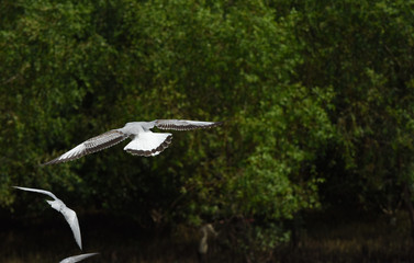 Seagulls live along the shores of the saltwater sea.