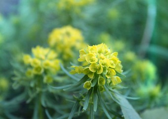Yellow flowers on green background