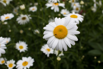Obraz premium daisies in the garden
