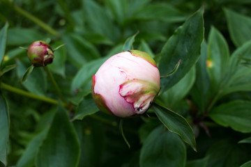 pink rose on green