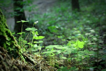 Shamrock on green background