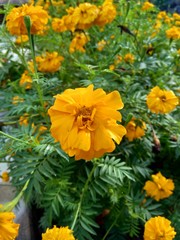 Tagetes erecta (Mexican marigold, Aztec marigold, African marigold) with natural background