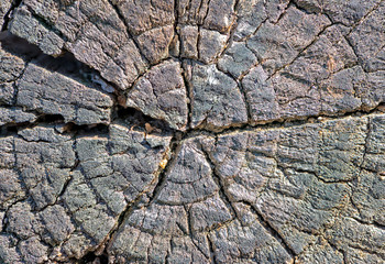 Cut of a log of wood