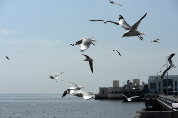 Fototapeta na wymiar Seagulls flying over the sea. Pier on background 