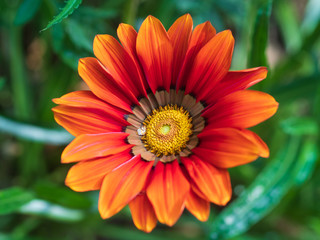 Close-up orange daisy flower. Gazania flower or African daisy.