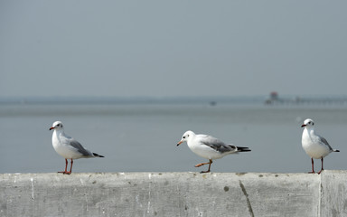 Seagulls flying over the sea. Pier on background	