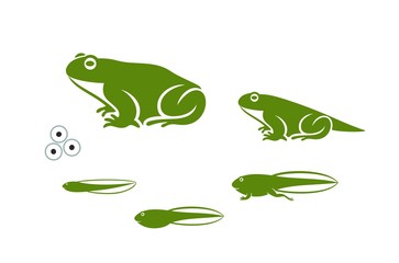 Stages of frogs life cycle. Abstract frog on white background. 