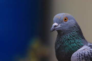 Close up head shot of beautiful pigeon bird, Pigeon close up on blue background