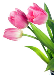 Pink tulips close-up on a white background