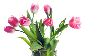 Pink tulips close-up on a white background