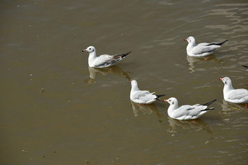 Seagulls flying over the sea. Pier on background	