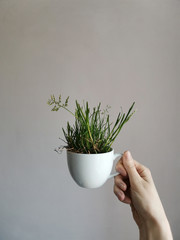Mug with grass in the hand