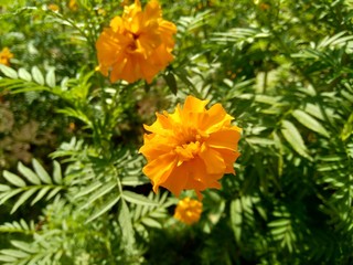 Tagetes erecta (Mexican marigold, Aztec marigold, African marigold) with natural background