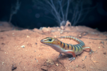 Wild broad-banded sand swimmer (Eremiascincus richardsonii) at night in arid, sandy mallee habitat 