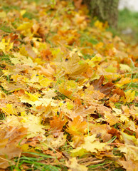 Autumn leaves on the ground. Abstract background