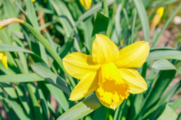 Yellow flowers daffodils among green leaves