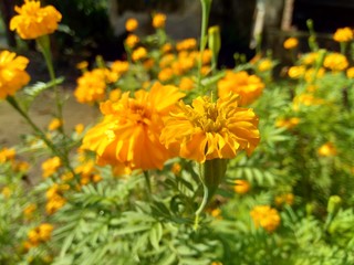 Tagetes erecta (Mexican marigold, Aztec marigold, African marigold) with natural background