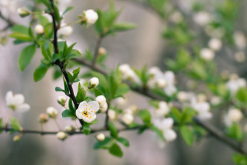 White flowers of a cherry