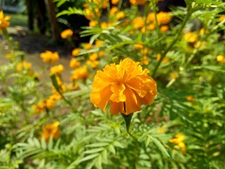Tagetes erecta (Mexican marigold, Aztec marigold, African marigold) with natural background