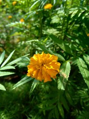 Tagetes erecta (Mexican marigold, Aztec marigold, African marigold) with natural background