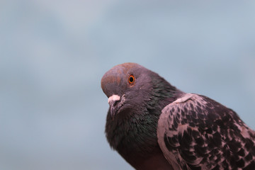 Close up head shot of beautiful pigeon bird, Pigeon close up on blue background