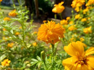 Tagetes erecta (Mexican marigold, Aztec marigold, African marigold) with natural background