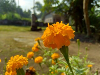 Tagetes erecta (Mexican marigold, Aztec marigold, African marigold) with natural background