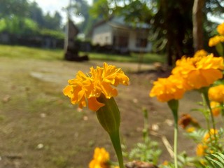 Tagetes erecta (Mexican marigold, Aztec marigold, African marigold) with natural background