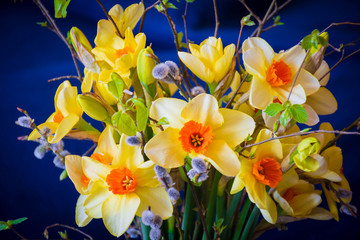Spring bouquet with daffodils, green buds and willow branches on a dark blue background