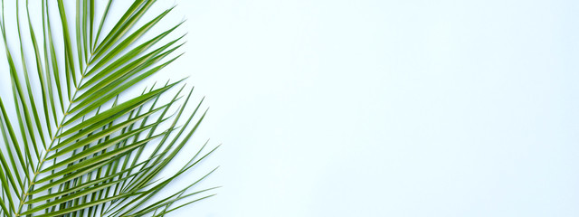 Banner for the site with a tropical palm branch.
