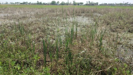 SHALLOW  WATER AND TREES