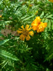 Tagetes erecta (Mexican marigold, Aztec marigold, African marigold) with natural background