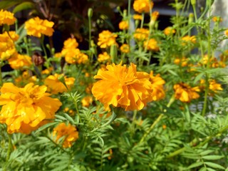 Tagetes erecta (Mexican marigold, Aztec marigold, African marigold) with natural background