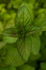 Peppermint (Mentha piperita) sprout, vertical orientation. Photo