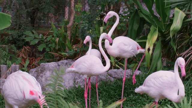 Close-up of Group of Pink Flamingos in Zoo Among the Green Shrubs and Grass Looking at Camera. Many Beautiful Flamingos Birds